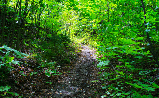 Hiking trail - ecology retreat