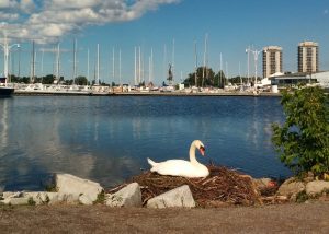 yoga swan incubating eggs